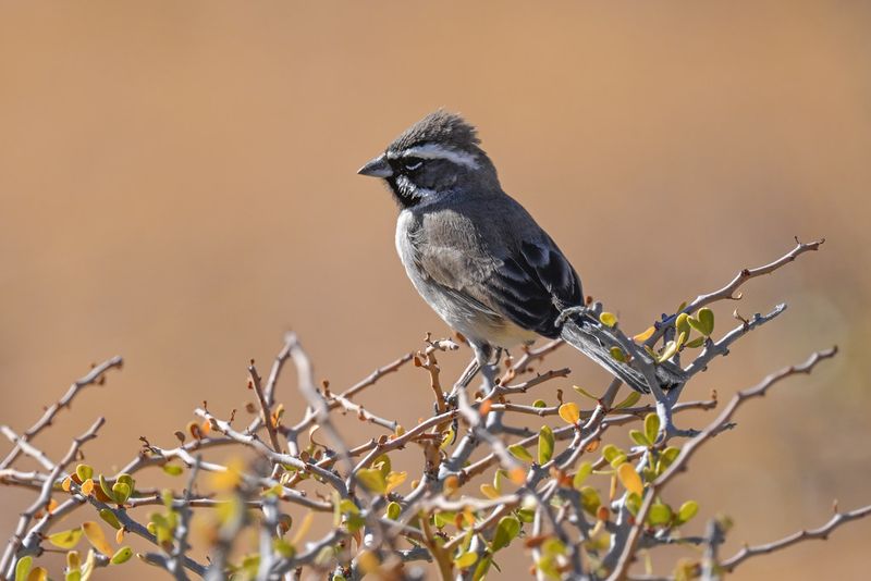 Black-throated Sparrow