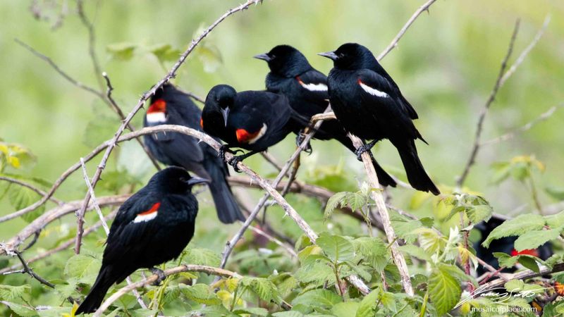 Blackbirds