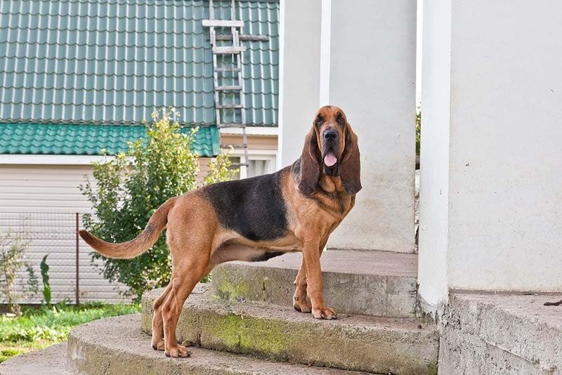Bloodhound