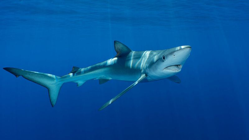 Blue Shark