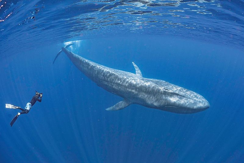 Blue Whale: The Ocean Giant