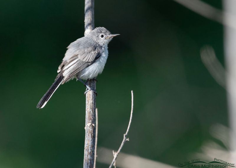 Blue-gray Gnatcatcher