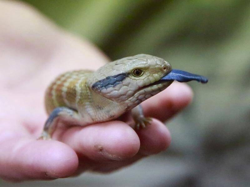 Blue-tongued Skink