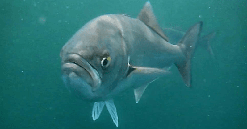 Bluefish