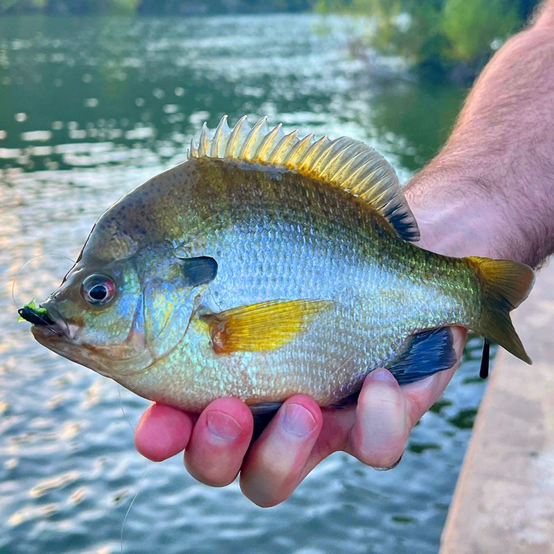 Bluegill