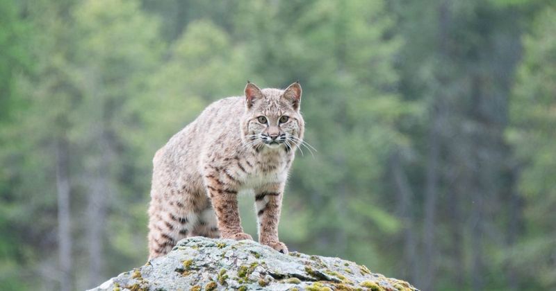Bobcat