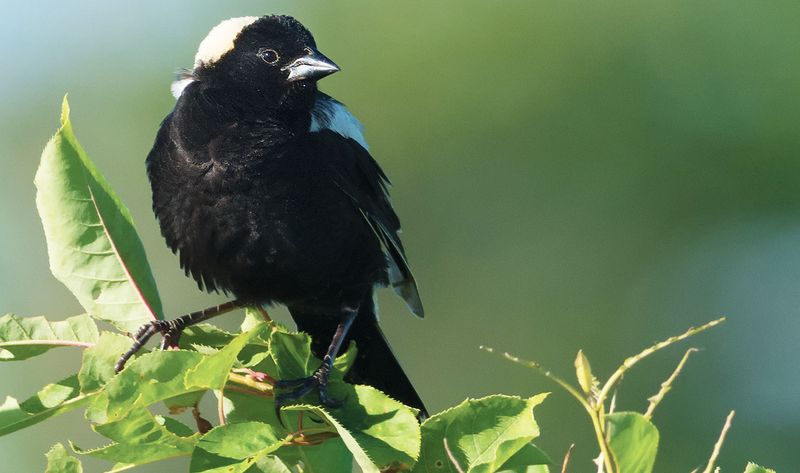 Bobolink