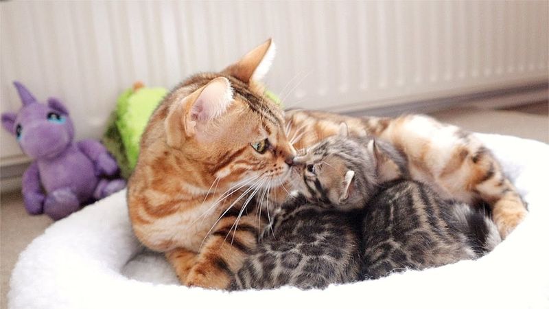 Bonding with Kittens