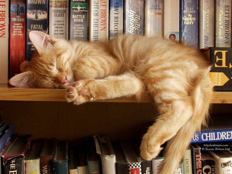 Bookshelf Hideaway