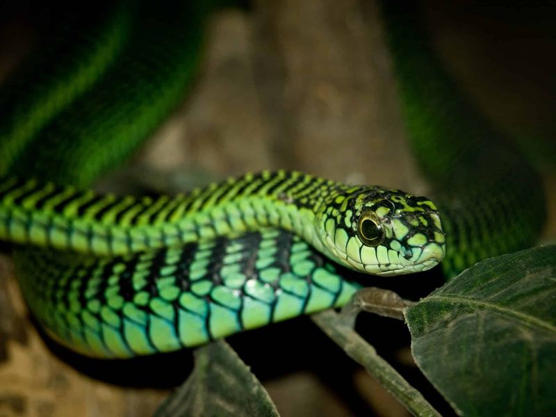 Boomslang's Arboreal Hunting