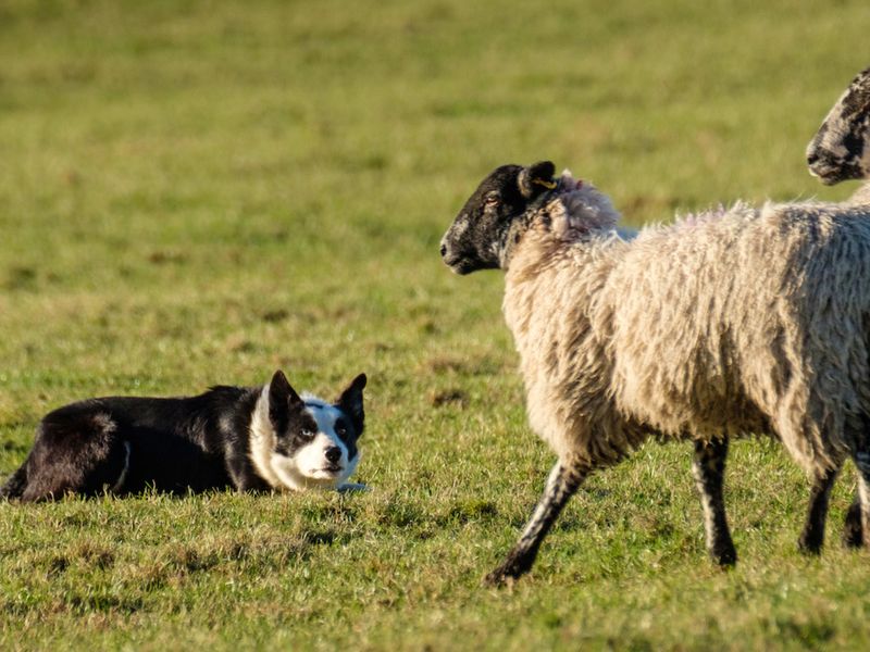 Border Collie