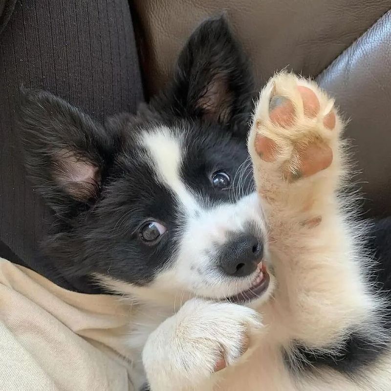 Border Collie