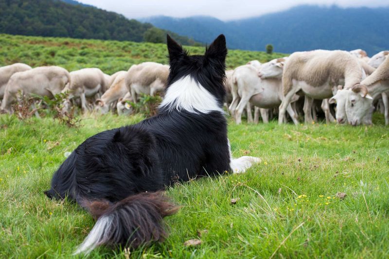Border Collie