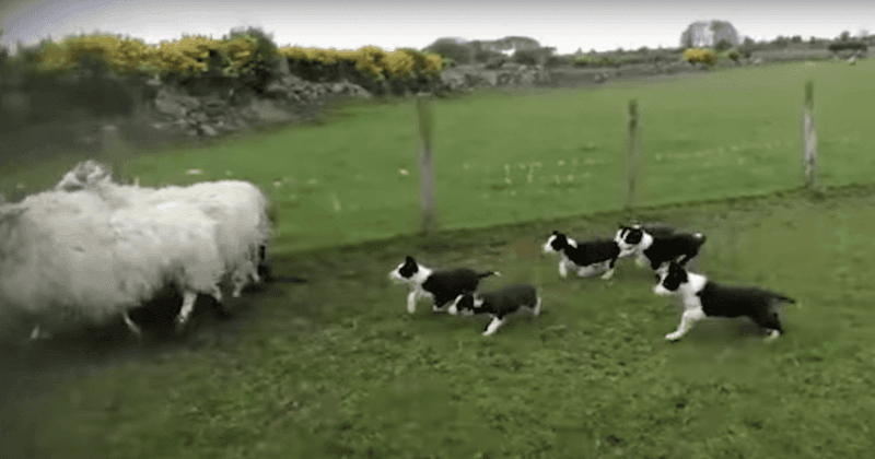 Border Collie