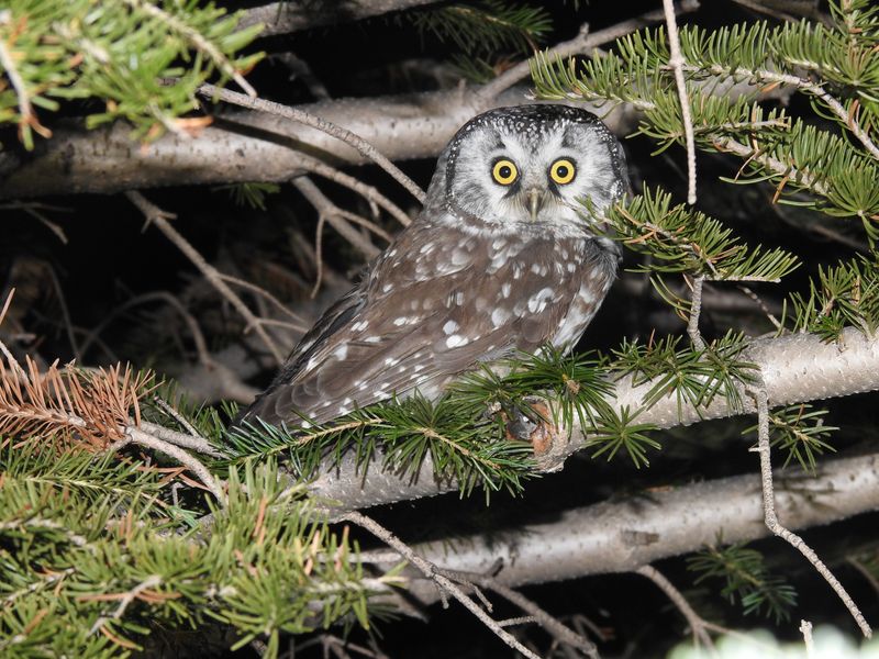 Boreal Owl