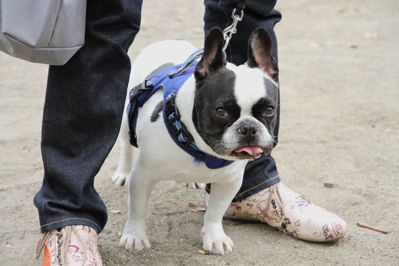 Boston Terrier