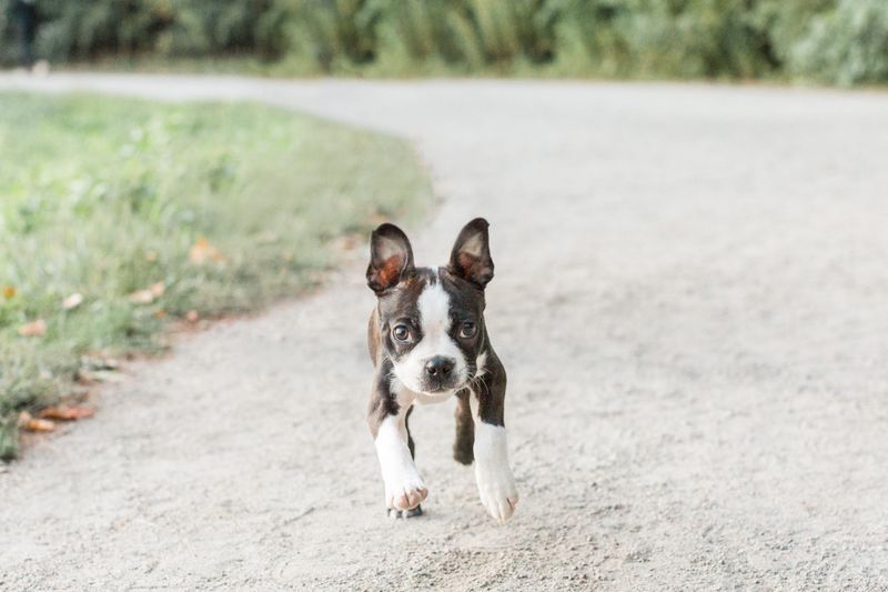 Boston Terrier