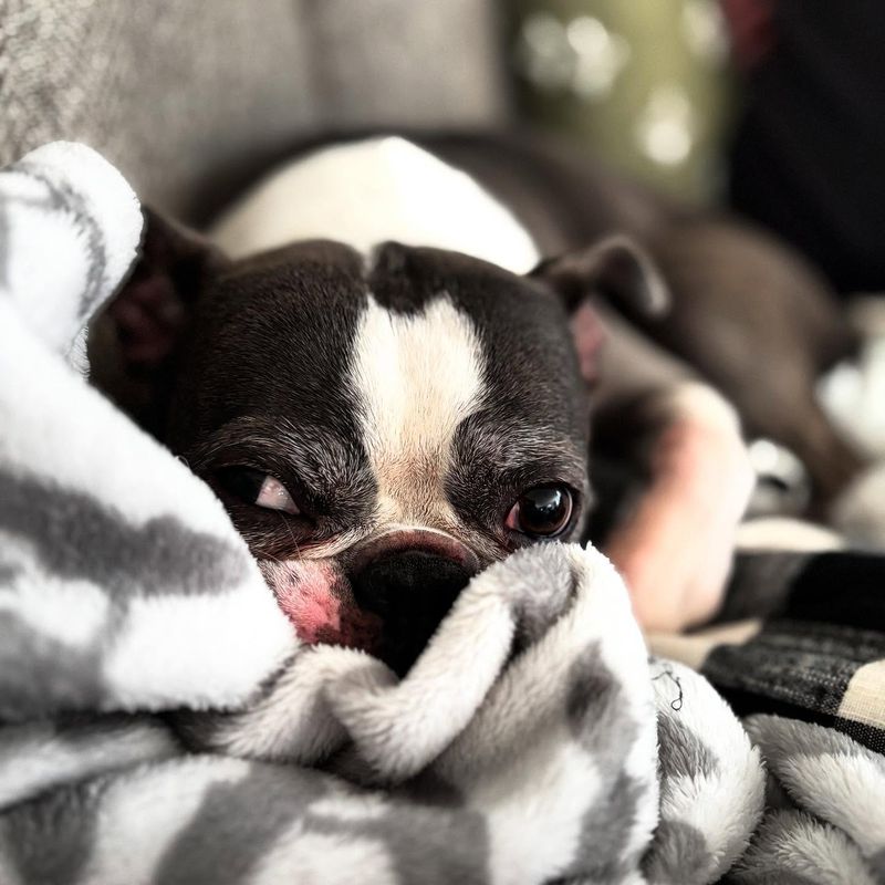Boston Terrier
