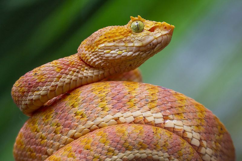 Bothriechis klebbai – New Eyelash Palm-Pitviper Species