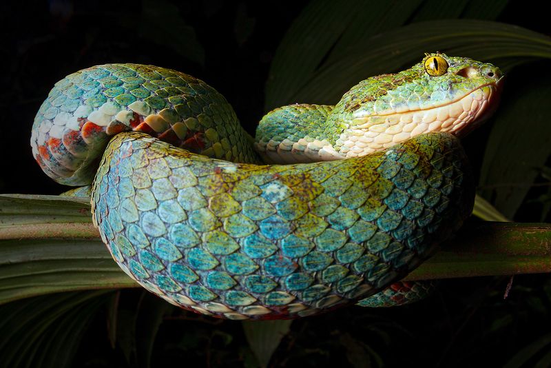 Bothriechis rahimi – Eyelash Palm-Pitviper