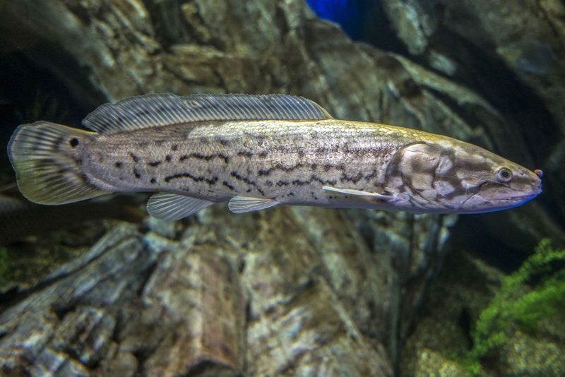Bowfin