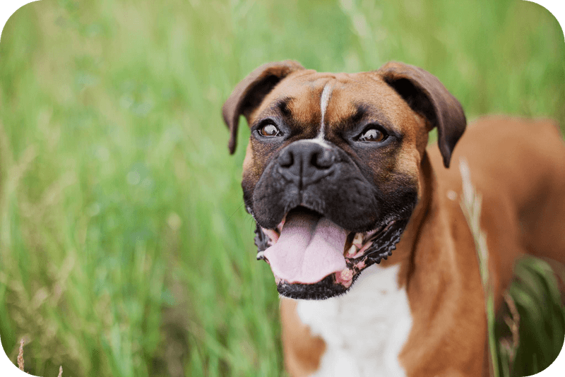 Boxer