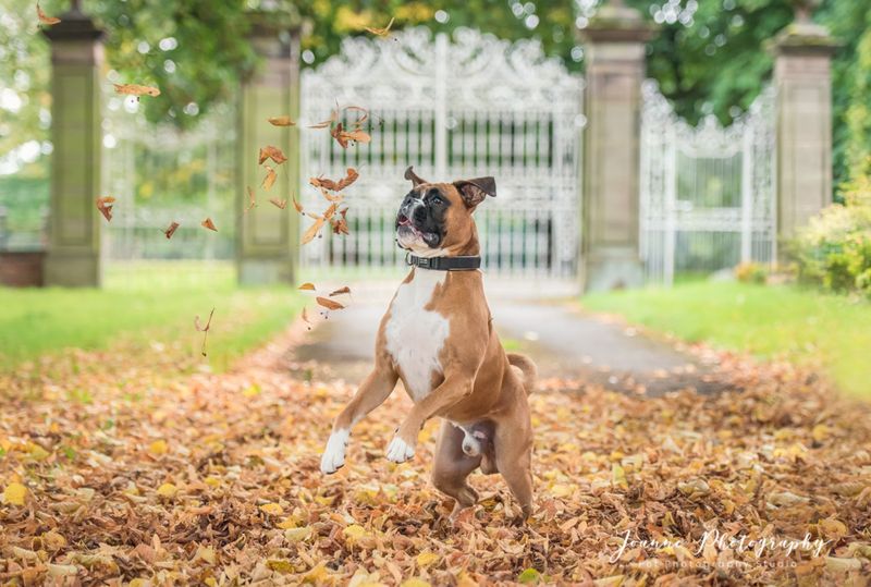 Boxer