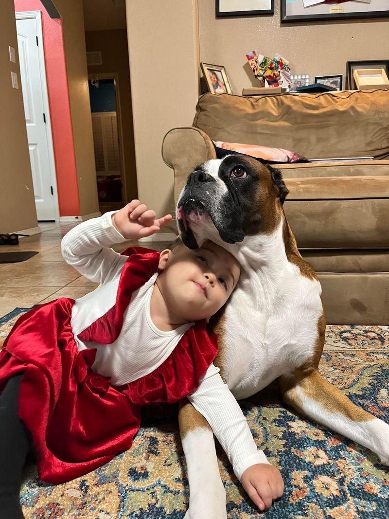 Boxer