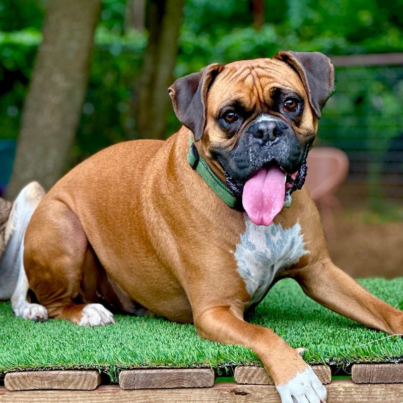 Boxer