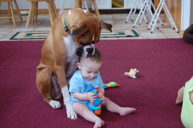 Boxer