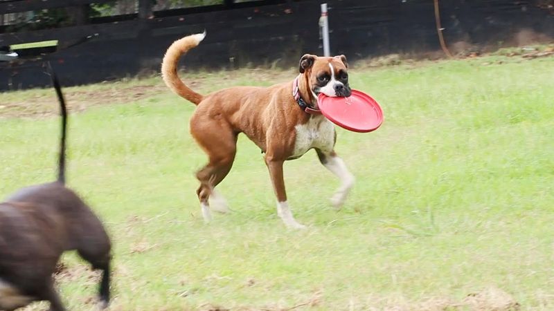 Boxer