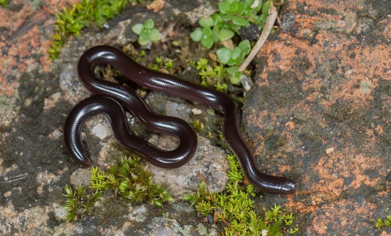 Brahminy Blind Snake