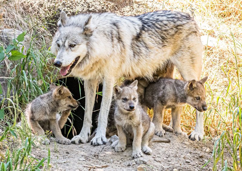 Breeding and Family Life