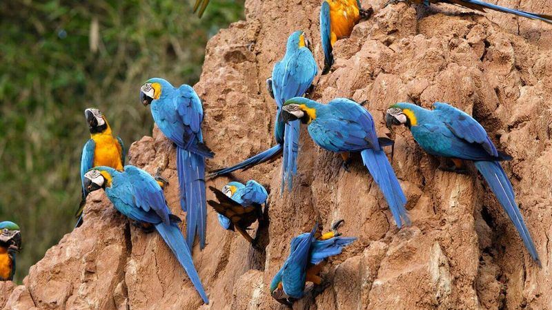 Breeding and Nesting
