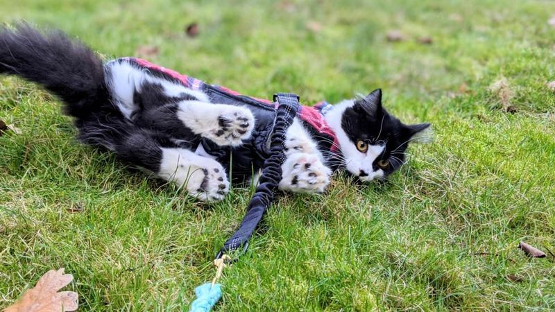 Breeds with Polydactyl Traits