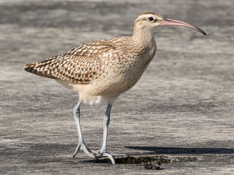 Bristle-thighed Curlew