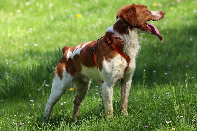 Brittany Spaniel