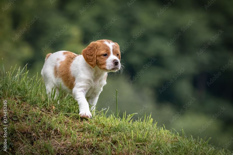 Brittany Spaniel