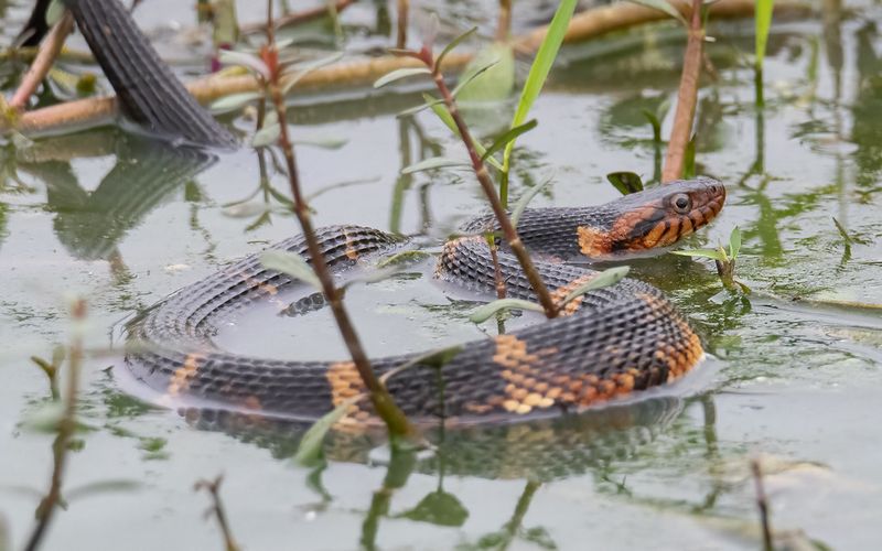 Broad-banded Water Snake