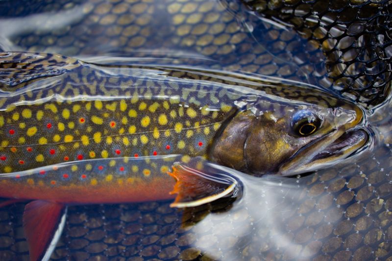 Brook Trout