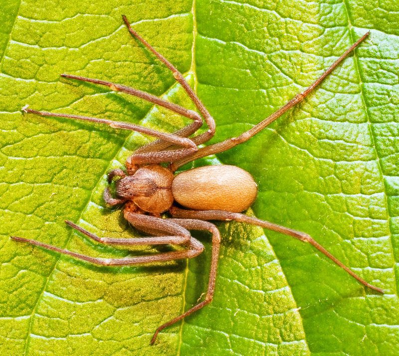 Brown Recluse Spider