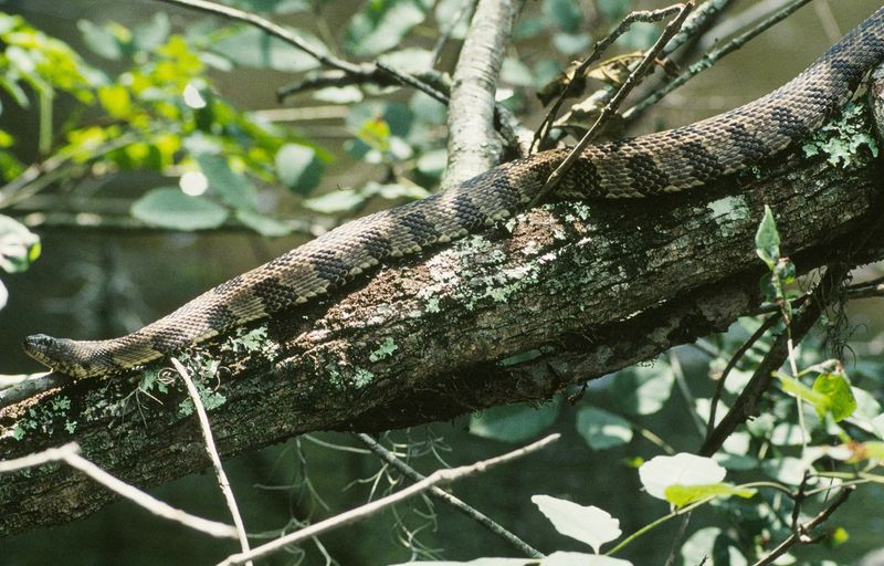 Brown Water Snake