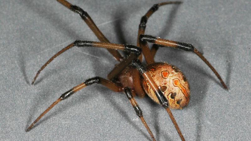 Brown Widow