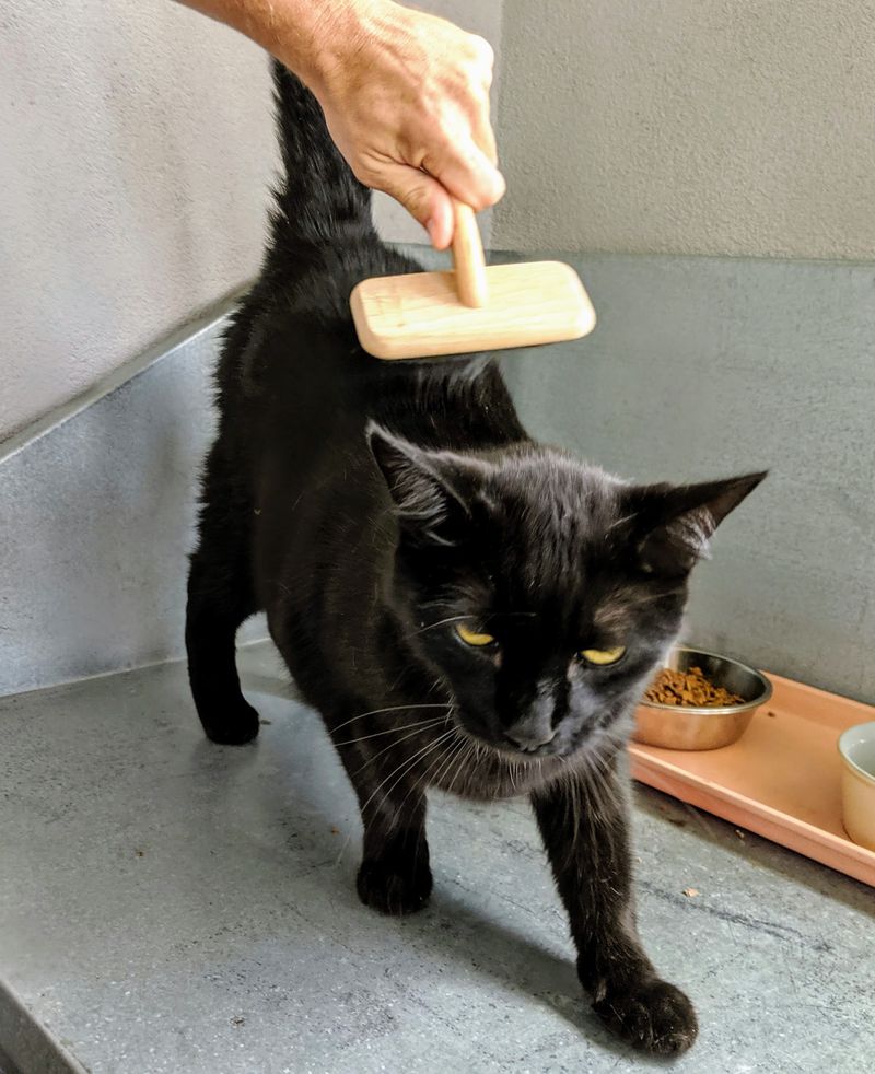 Brushing Ritual