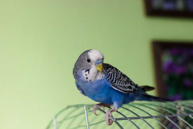 Budgerigar