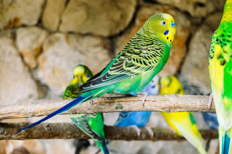 Budgerigar