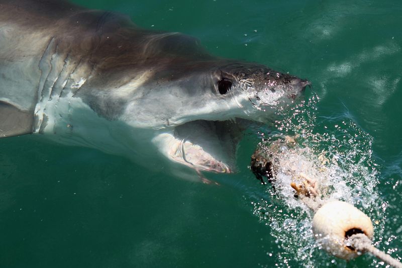 Bull Shark