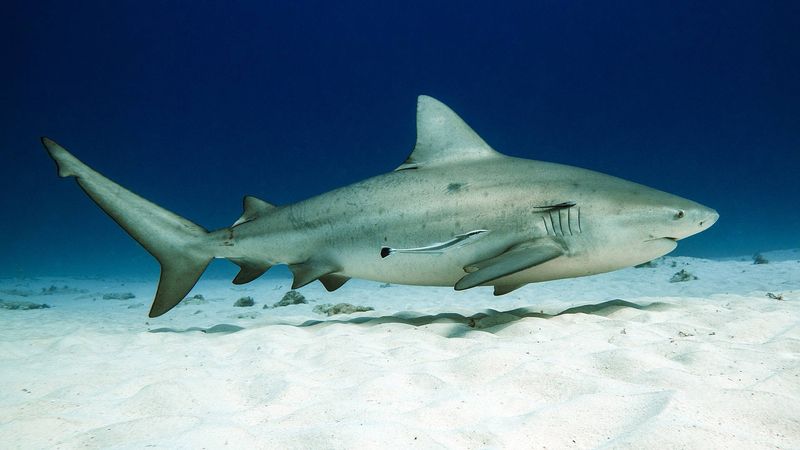 Bull Shark