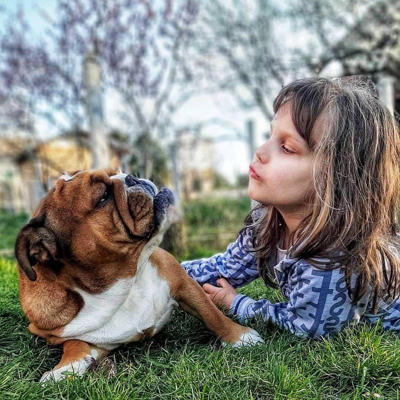 Bulldog