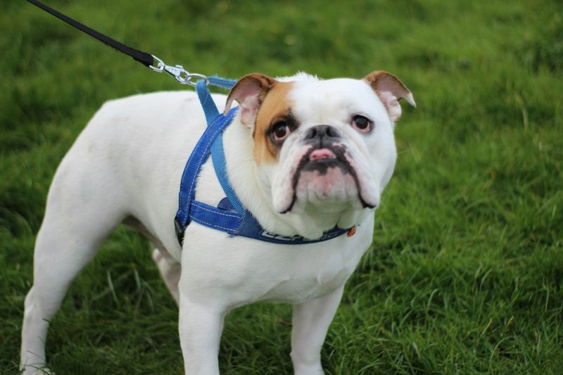 Bulldog
